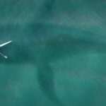greatwhiteshark