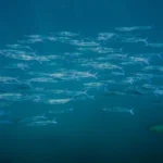 Photo by Daniel Torobekov: https://www.pexels.com/photo/school-of-fish-swimming-underwater-in-hawaii-31740977/