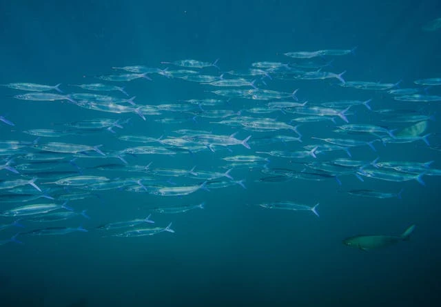 Photo by Daniel Torobekov: https://www.pexels.com/photo/school-of-fish-swimming-underwater-in-hawaii-31740977/